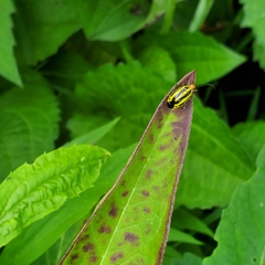 Poecilocapsus lineatus