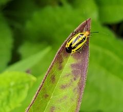 Poecilocapsus lineatus