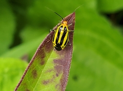 Poecilocapsus lineatus