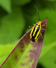 Poecilocapsus lineatus