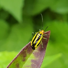 Poecilocapsus lineatus