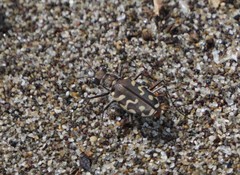 Cicindela carthagena