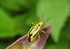 Poecilocapsus lineatus