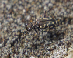 Cicindela carthagena