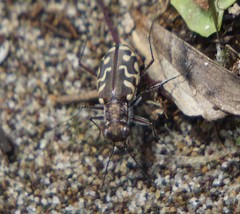 Cicindela carthagena