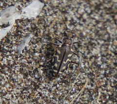 Cicindela carthagena