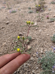 Orochaenactis thysanocarpha