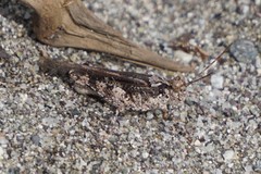 Heliastus sumichrasti