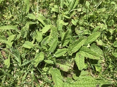 Lepechinia caulescens