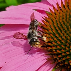 Megachile pugnata
