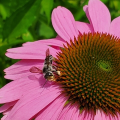 Megachile pugnata