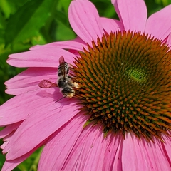 Megachile pugnata