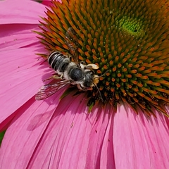 Megachile pugnata