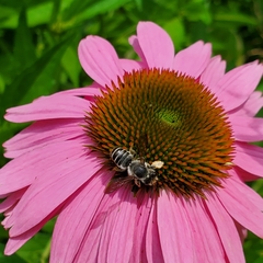 Megachile pugnata