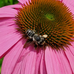 Megachile pugnata
