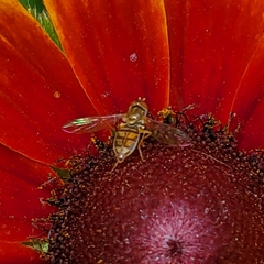 Toxomerus marginatus