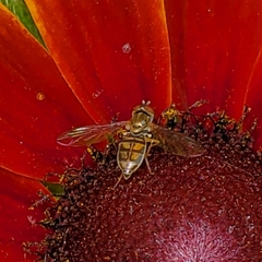 Toxomerus marginatus