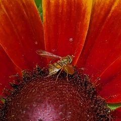 Toxomerus marginatus
