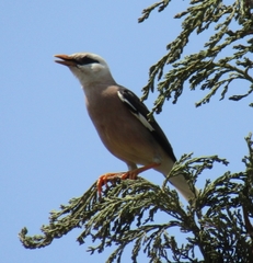 Acridotheres leucocephalus