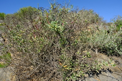 Stoeberia frutescens