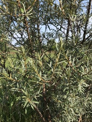 Hippophae