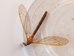 Nephrotoma scurra