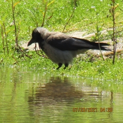 Corvus cornix
