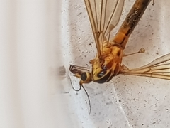 Nephrotoma scurra