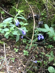 Scutellaria dumetorum