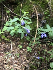 Scutellaria dumetorum