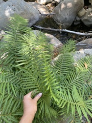 Pelazoneuron puberulum sonorense