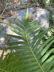 Pelazoneuron puberulum sonorense