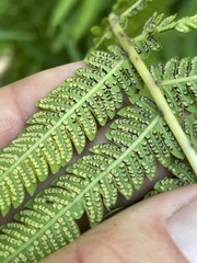 Pelazoneuron puberulum sonorense