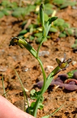 Freesia viridis crispifolia
