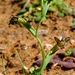 Freesia viridis crispifolia - Photo 由 Nick Helme 所上傳的 (c) Nick Helme，保留部份權利CC BY-SA