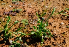 Freesia viridis crispifolia