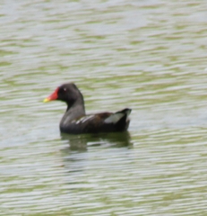 Gallinula chloropus