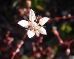 Micranthes bryophora