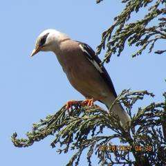 Acridotheres leucocephalus