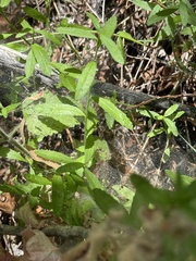 Baccharis plummerae plummerae