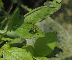 Biasticus flavinotus