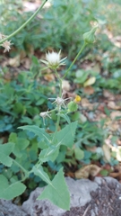Sonchus oleraceus