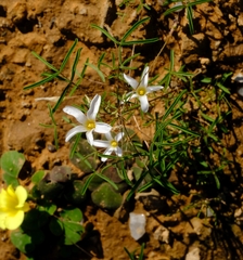 Oxalis blastorrhiza