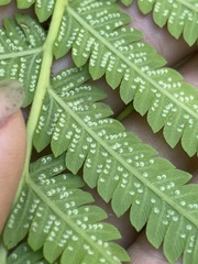 Pelazoneuron puberulum sonorense