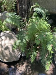 Pelazoneuron puberulum sonorense