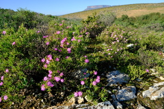 Drosanthemum deciduum