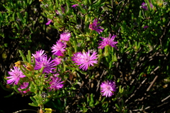 Drosanthemum deciduum