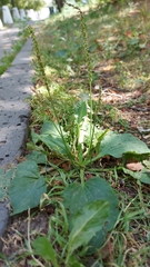 Plantago major