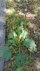 Plantago major