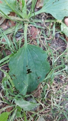 Plantago major